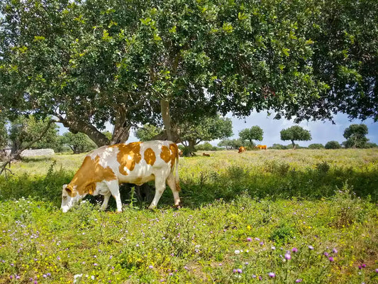 Grass Fed