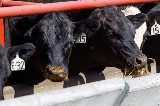 Avoid Frightening Factory Beef