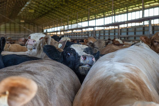 Beyond the Surface: Unveiling the Impact of Overcrowded Feedlots on Beef Quality