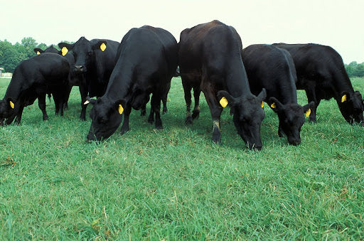 What Does Grass-Finished Really Mean?