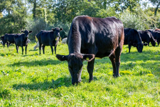 Florida Premium Beef's Commitment to Quality: A Deeper Look into Our Claims Program
