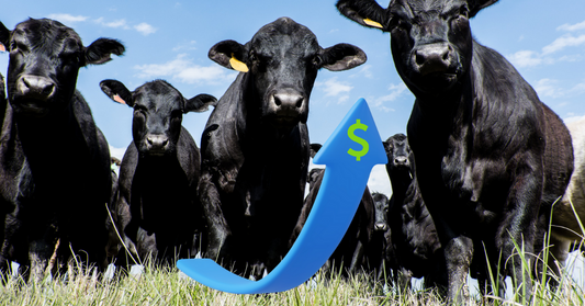 The Rise in Beef Prices Since COVID-19