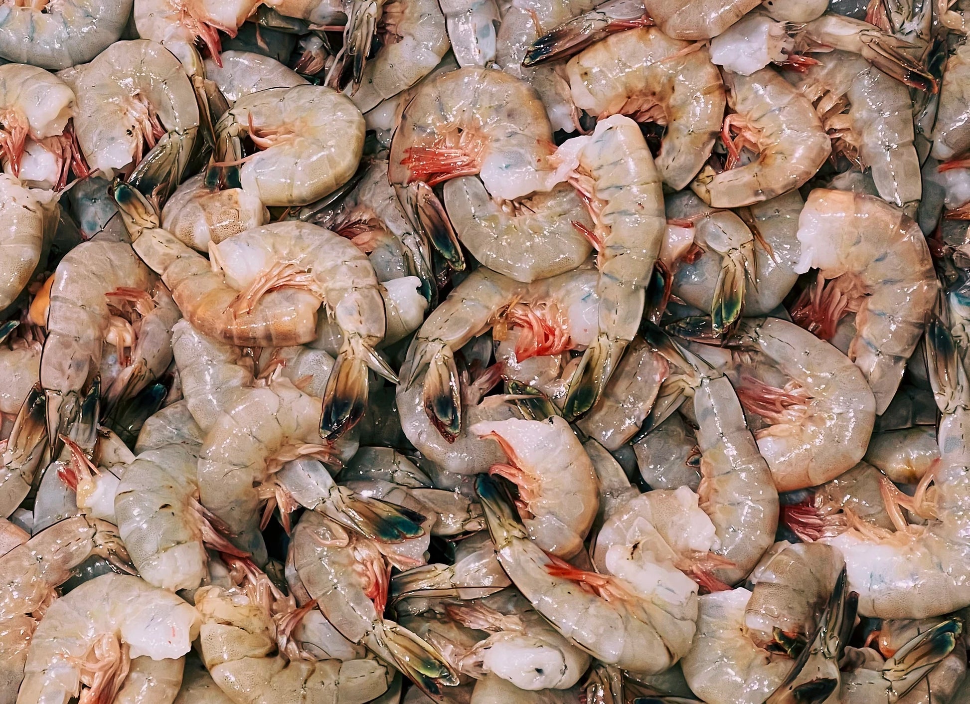 mayport shrimp for sale in florida